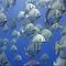 Batfish